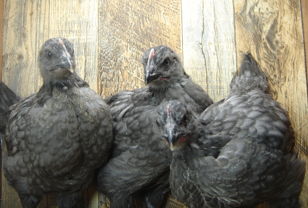 3 Pullet Chicks Week 4 - 3 Steel Blue Novagen